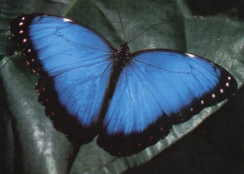 CLICK HERE FOR A POP UP