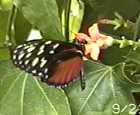 CLICK HERE FOR A POP UP