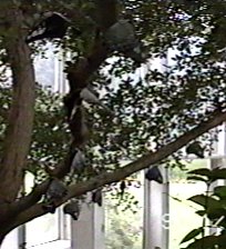 CLICK HERE FOR A POP UP