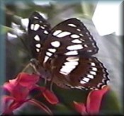 Butterfly Jungle Adventure