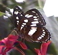 CLICK HERE FOR A POP UP