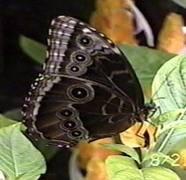 CLICK HERE FOR A POP UP