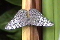 CLICK HERE FOR A POP UP