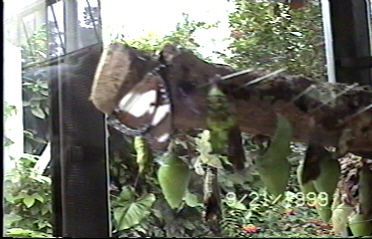 CLICK HERE FOR A POP UP