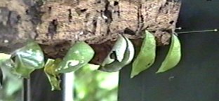 CLICK HERE FOR A POP UP