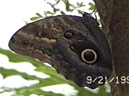 CLICK HERE FOR A POP UP