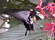 CLICK HERE FOR A POP UP