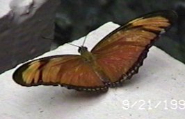 CLICK HERE FOR A POP UP