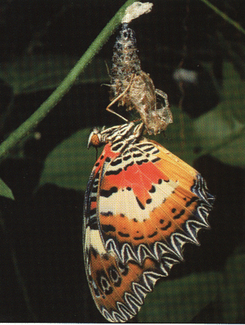 CLICK HERE FOR A POP UP