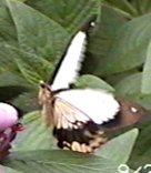 CLICK HERE FOR A POP UP