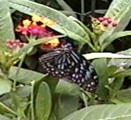 CLICK HERE FOR A POP UP