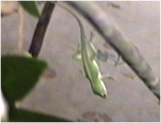 CLICK HERE FOR A POP UP