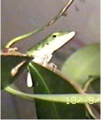 CLICK HERE FOR A POP UP