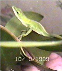 CLICK HERE FOR A POP UP