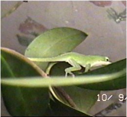 CLICK HERE FOR A POP UP