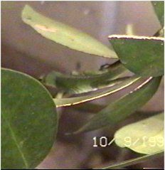 CLICK HERE FOR A POP UP