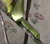 CLICK HERE FOR A POP UP