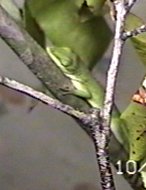 CLICK HERE FOR A POP UP