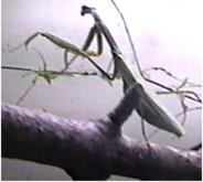 Manny 1 - the Green Mommy