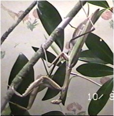 Manny 2 - the Brown Mommy