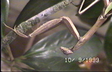 they love hanging upside down