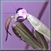 Mantis Cam!  Meet Manny1 and Manny 2